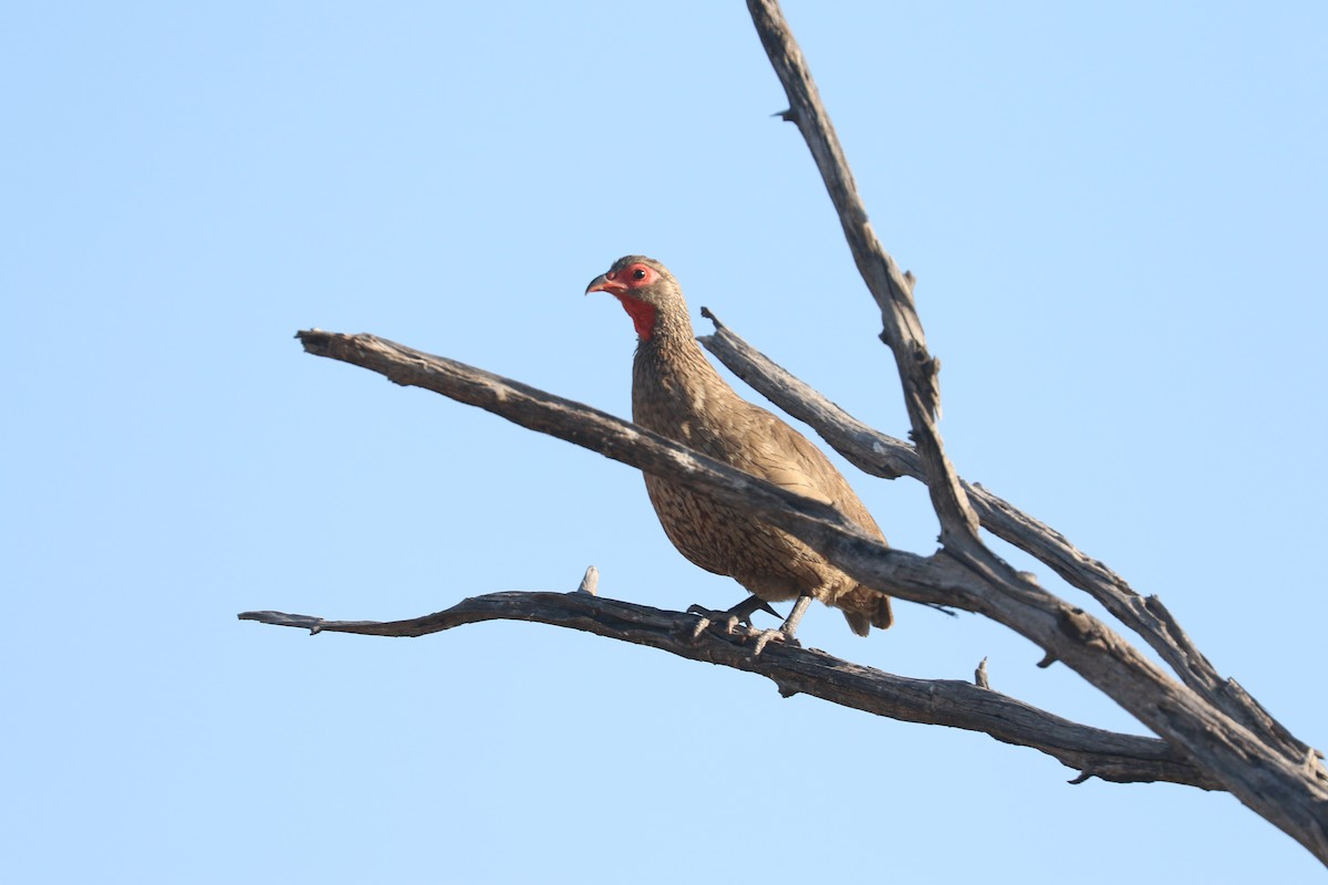 Swainson's Spurfowl - ML646057646
