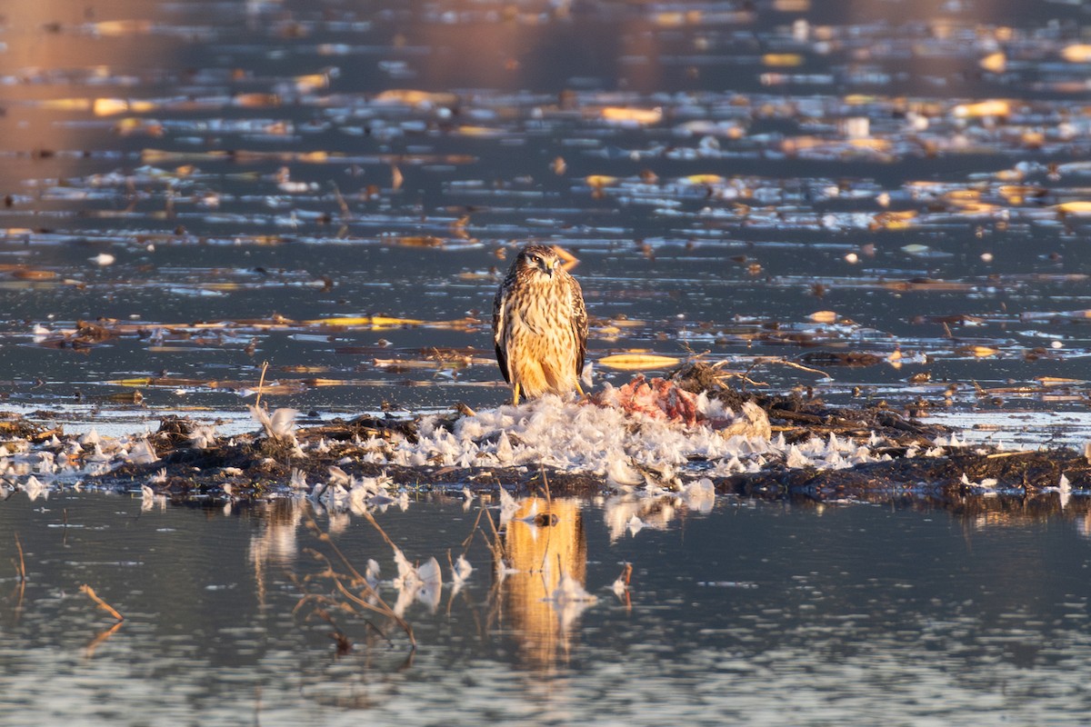 Northern Harrier - ML646057650