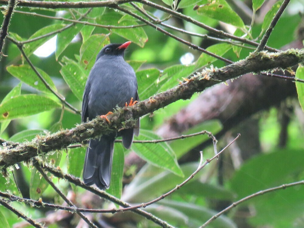 Black-faced Solitaire - ML646057655