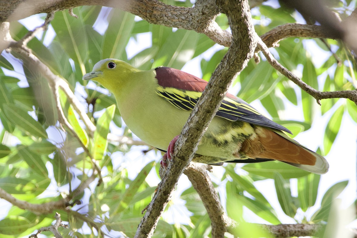 Ashy-headed Green-Pigeon - ML646057659
