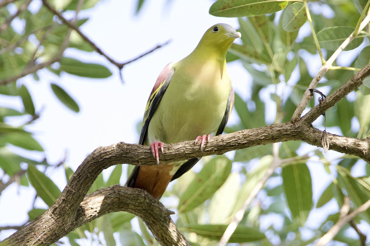 Ashy-headed Green-Pigeon - ML646057660