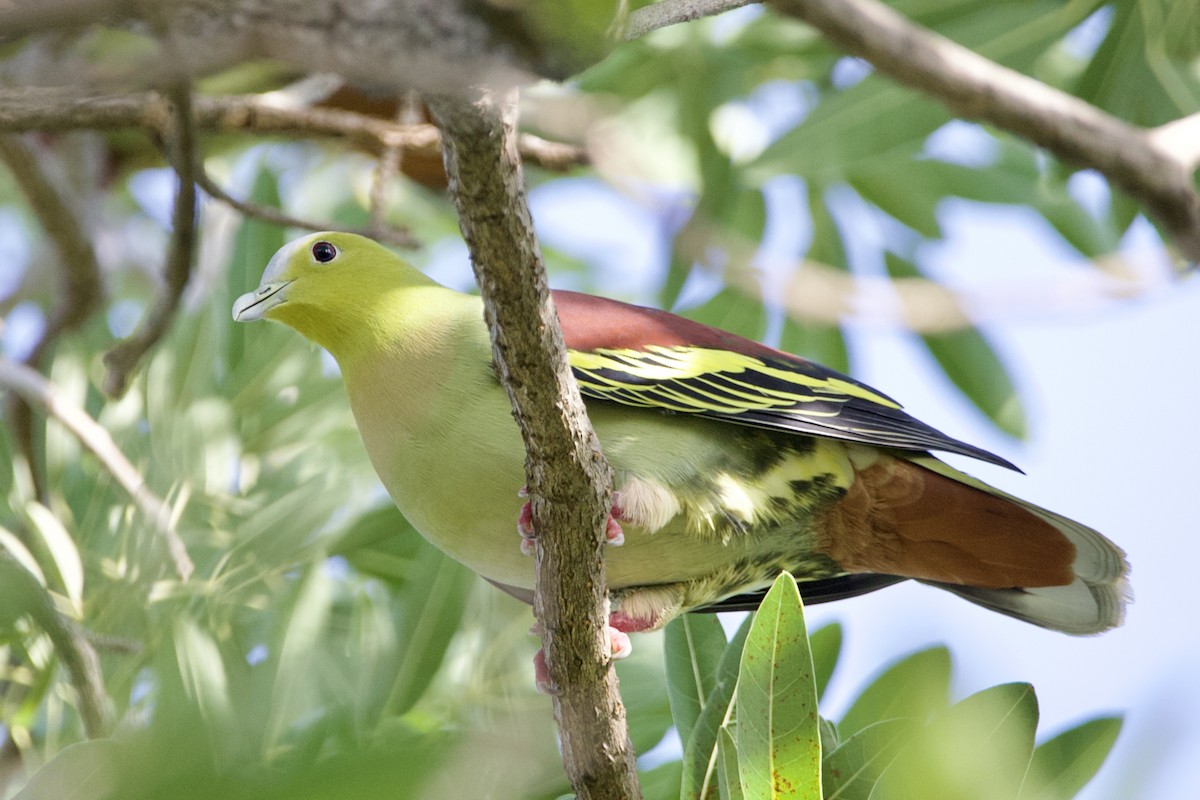 Ashy-headed Green-Pigeon - ML646057661