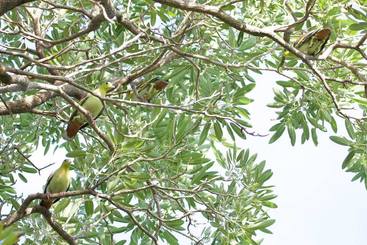 Ashy-headed Green-Pigeon - ML646057663