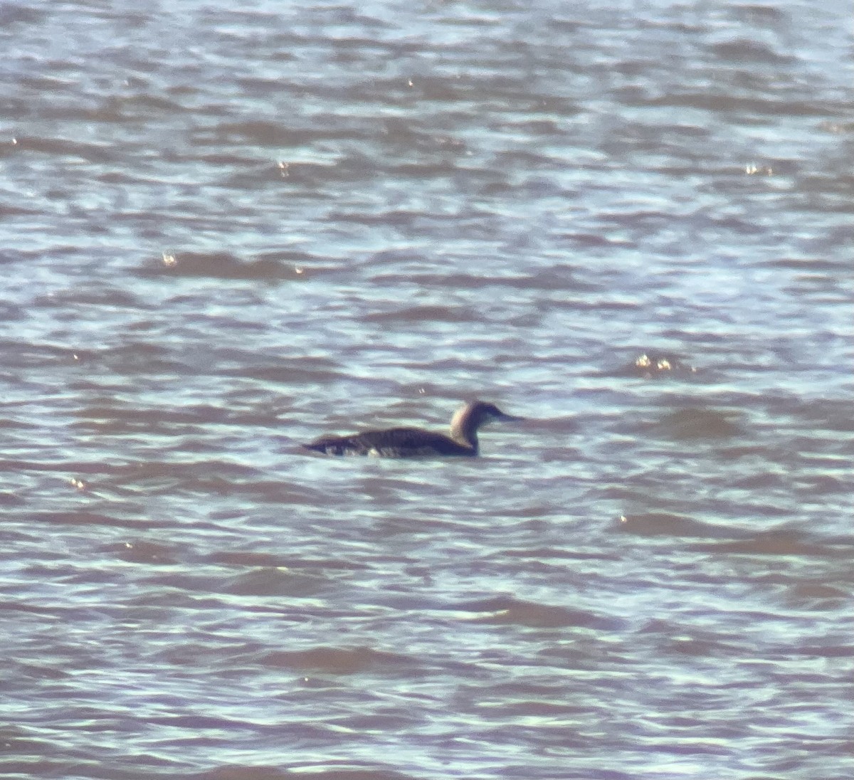 Red-throated Loon - ML646057666