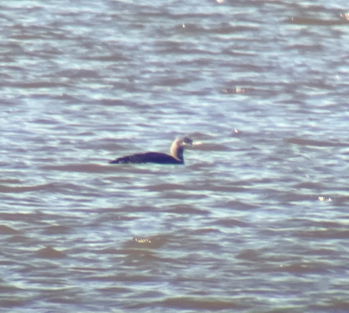 Red-throated Loon - ML646057667