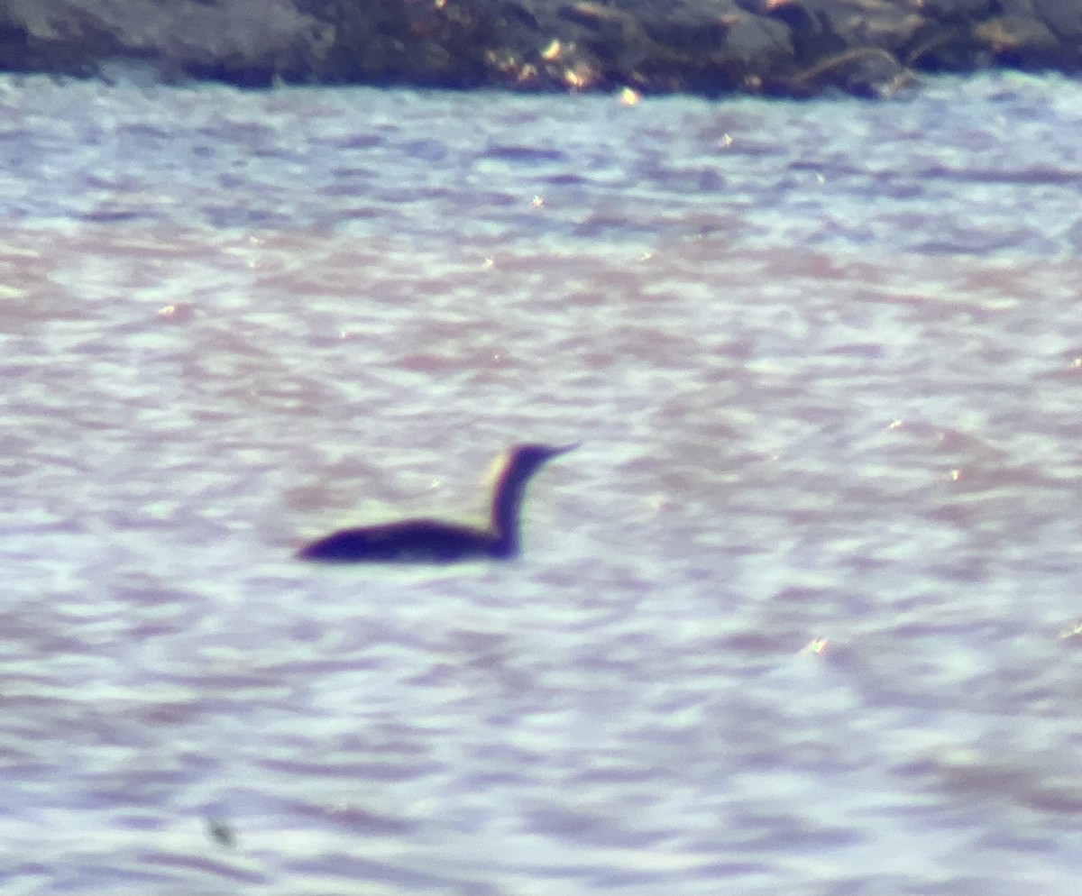 Red-throated Loon - ML646057668