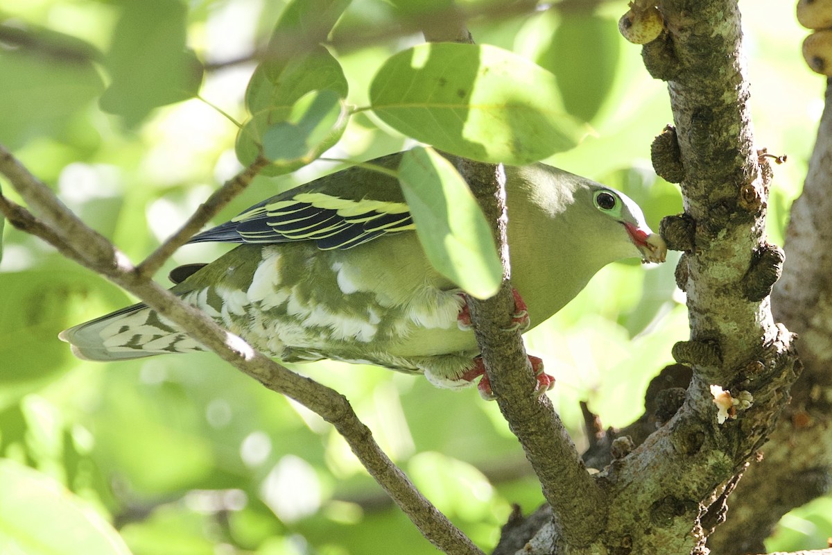厚嘴綠鳩 - ML646057672