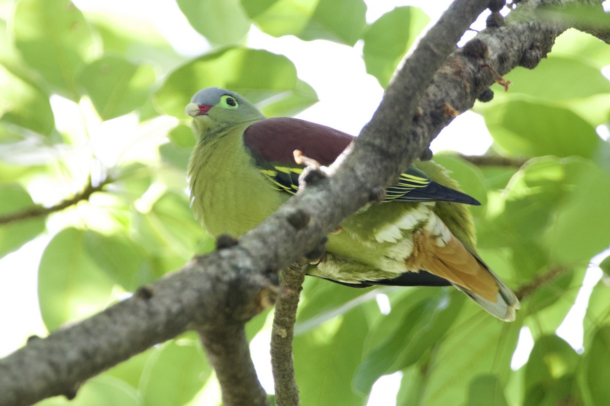 厚嘴綠鳩 - ML646057673