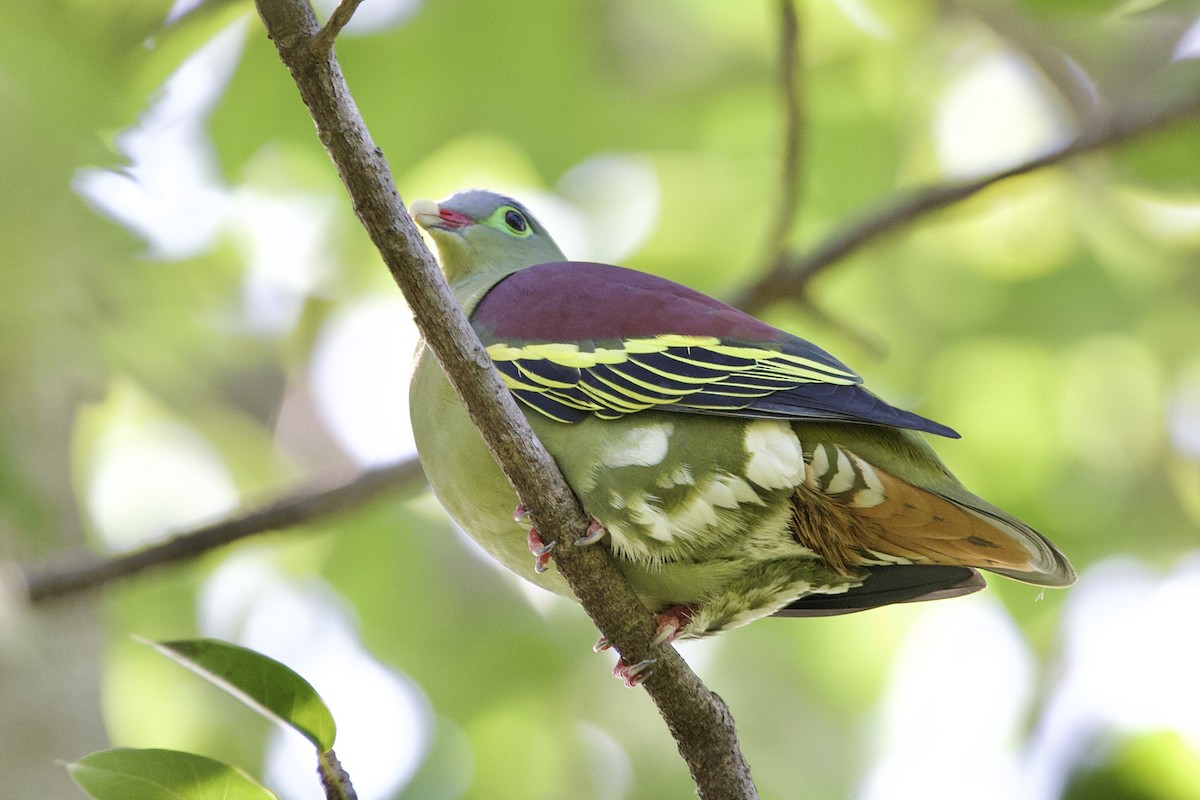 厚嘴綠鳩 - ML646057674