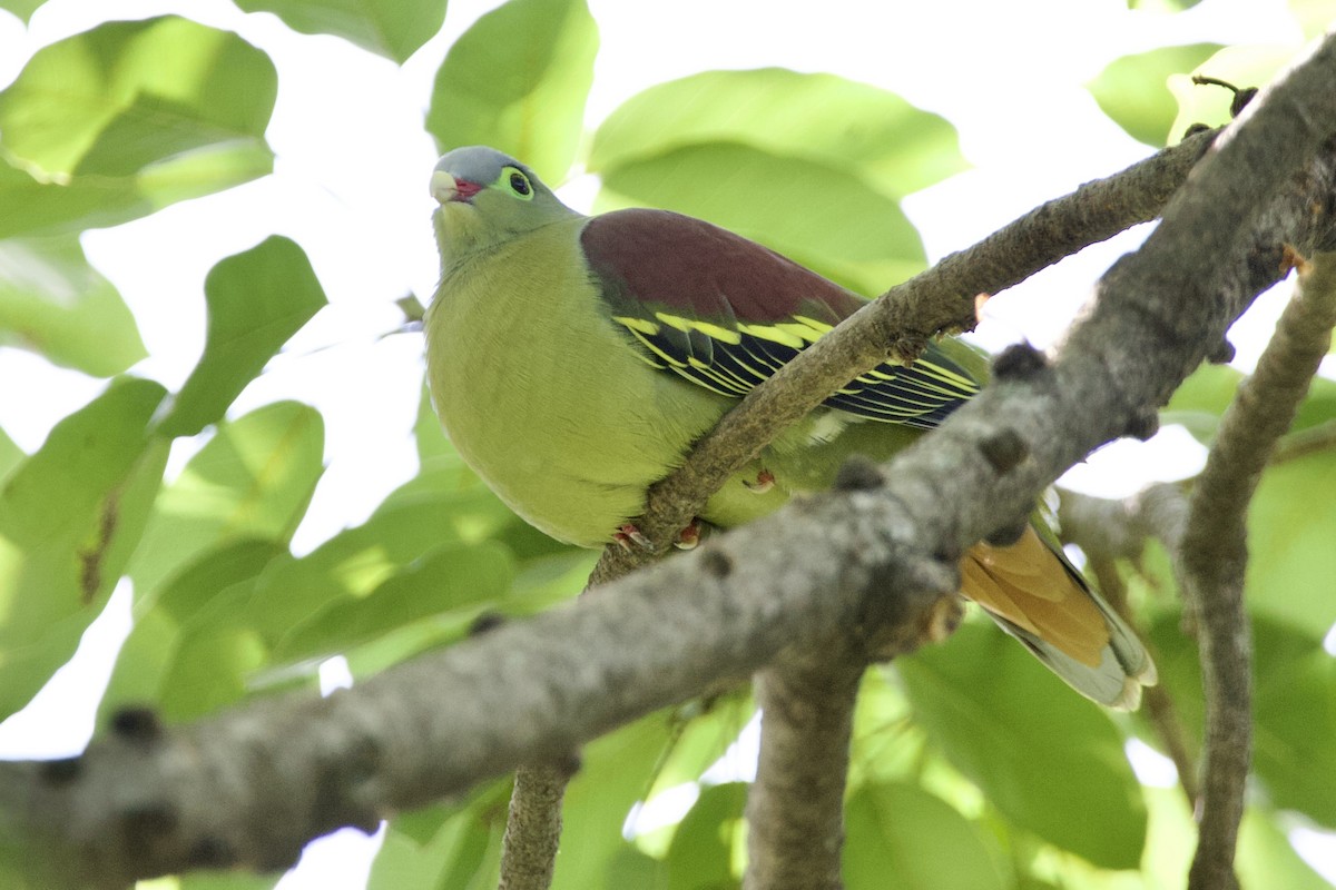 厚嘴綠鳩 - ML646057675