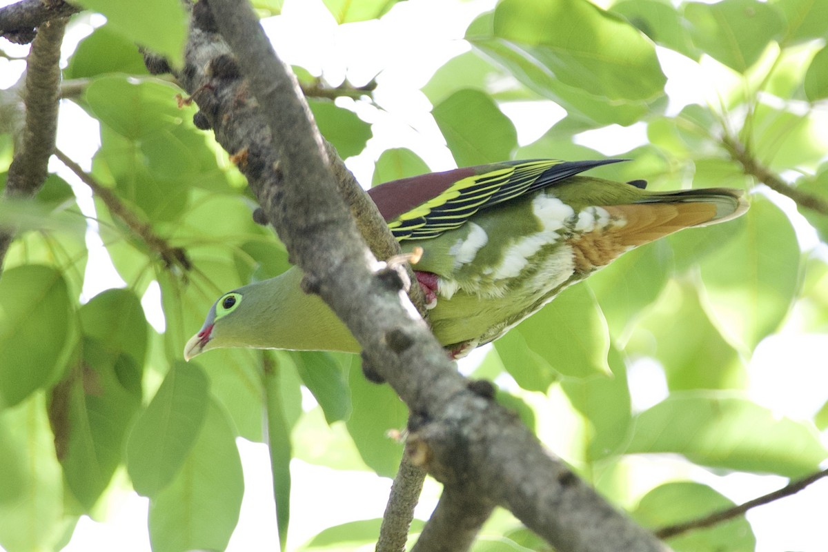 厚嘴綠鳩 - ML646057676