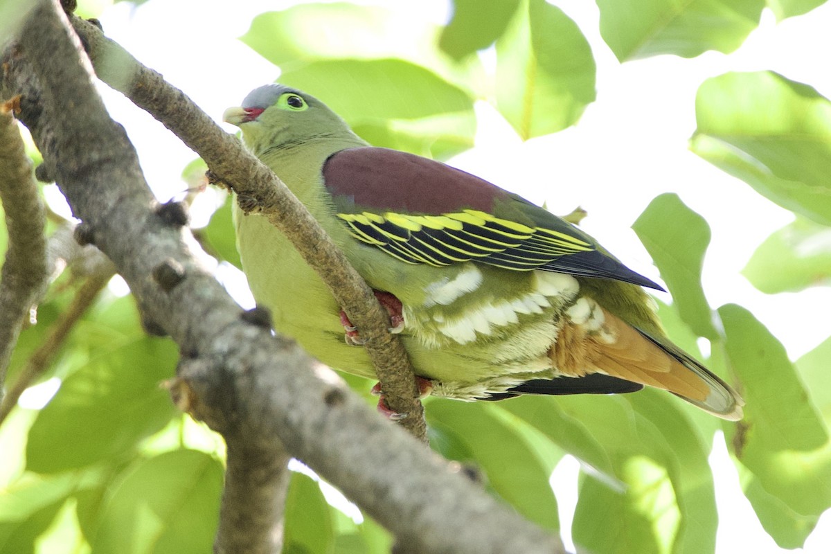 厚嘴綠鳩 - ML646057677