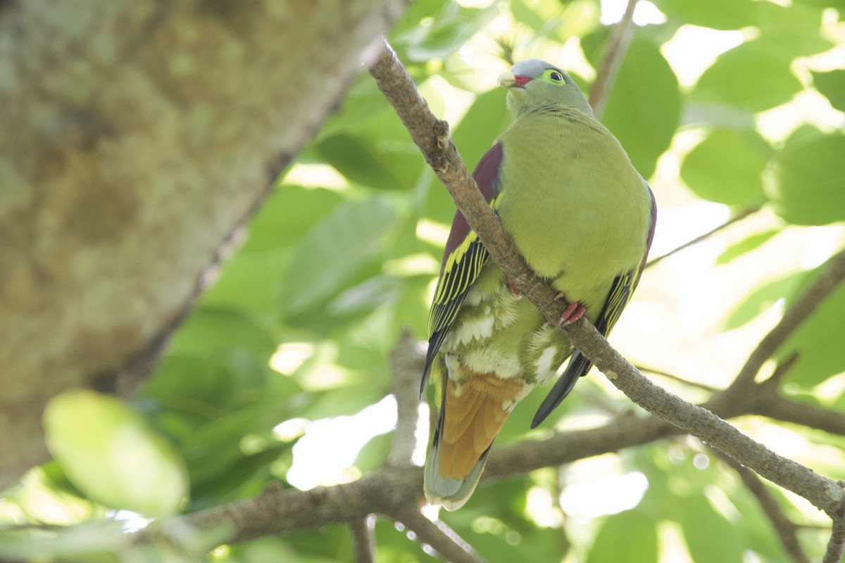 厚嘴綠鳩 - ML646057678