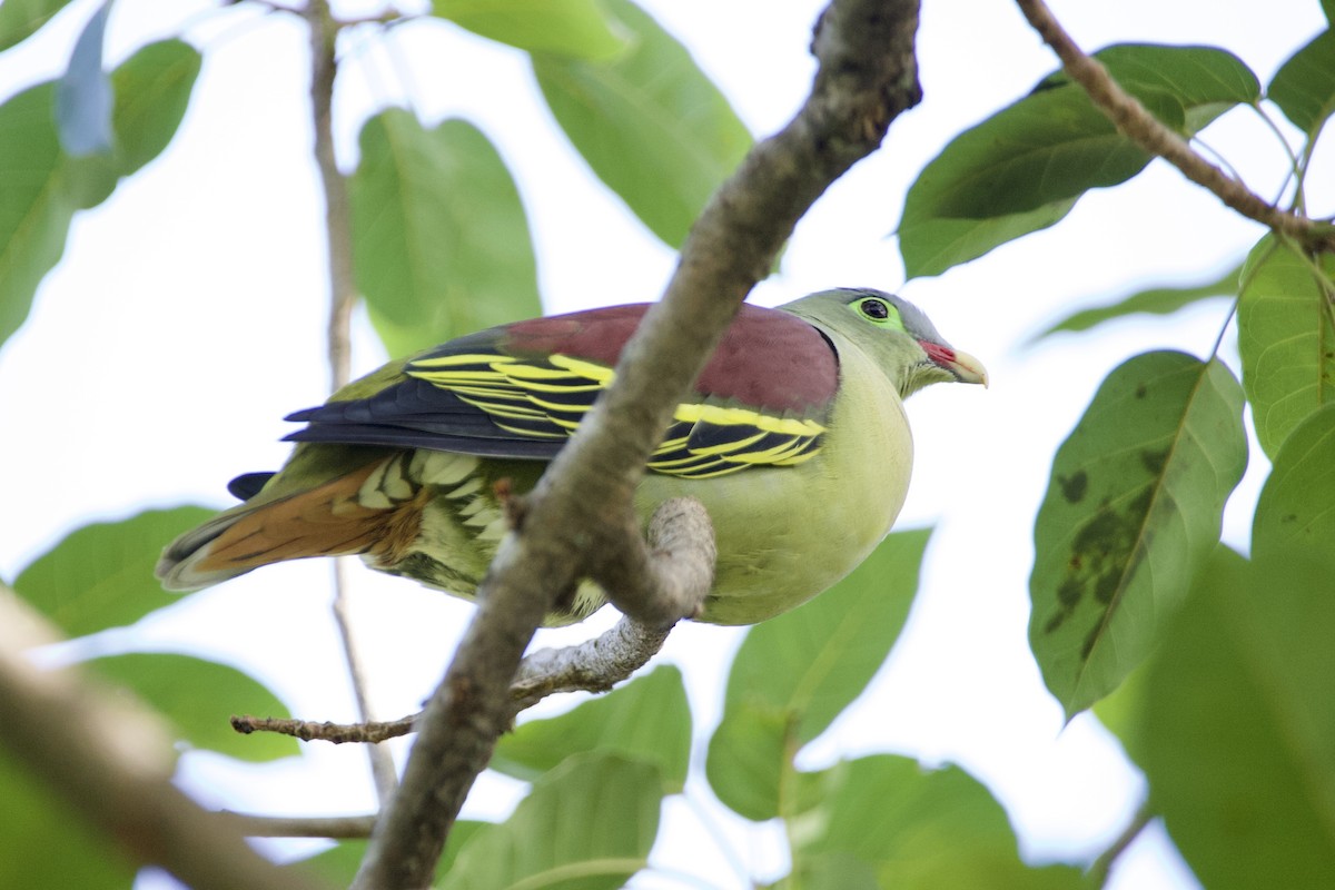 厚嘴綠鳩 - ML646057679