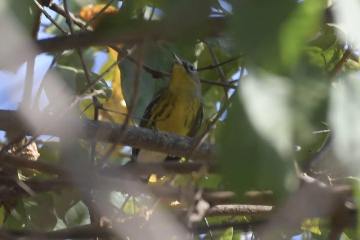 Magnolia Warbler - ML646057682