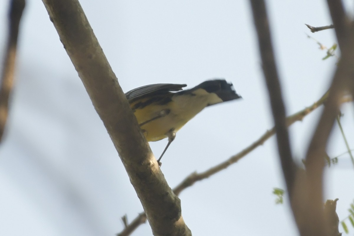 Magnolia Warbler - ML646057683
