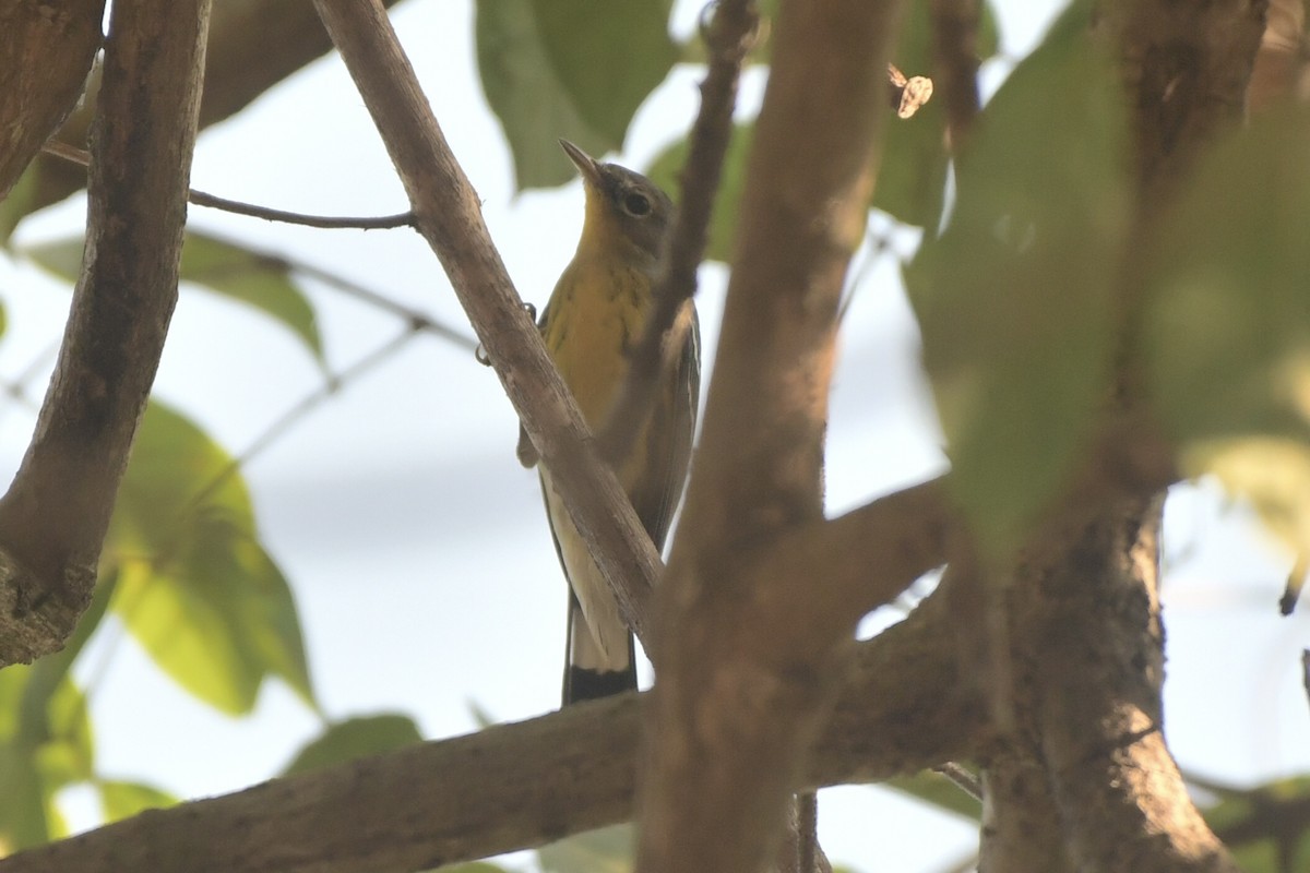 Magnolia Warbler - ML646057684