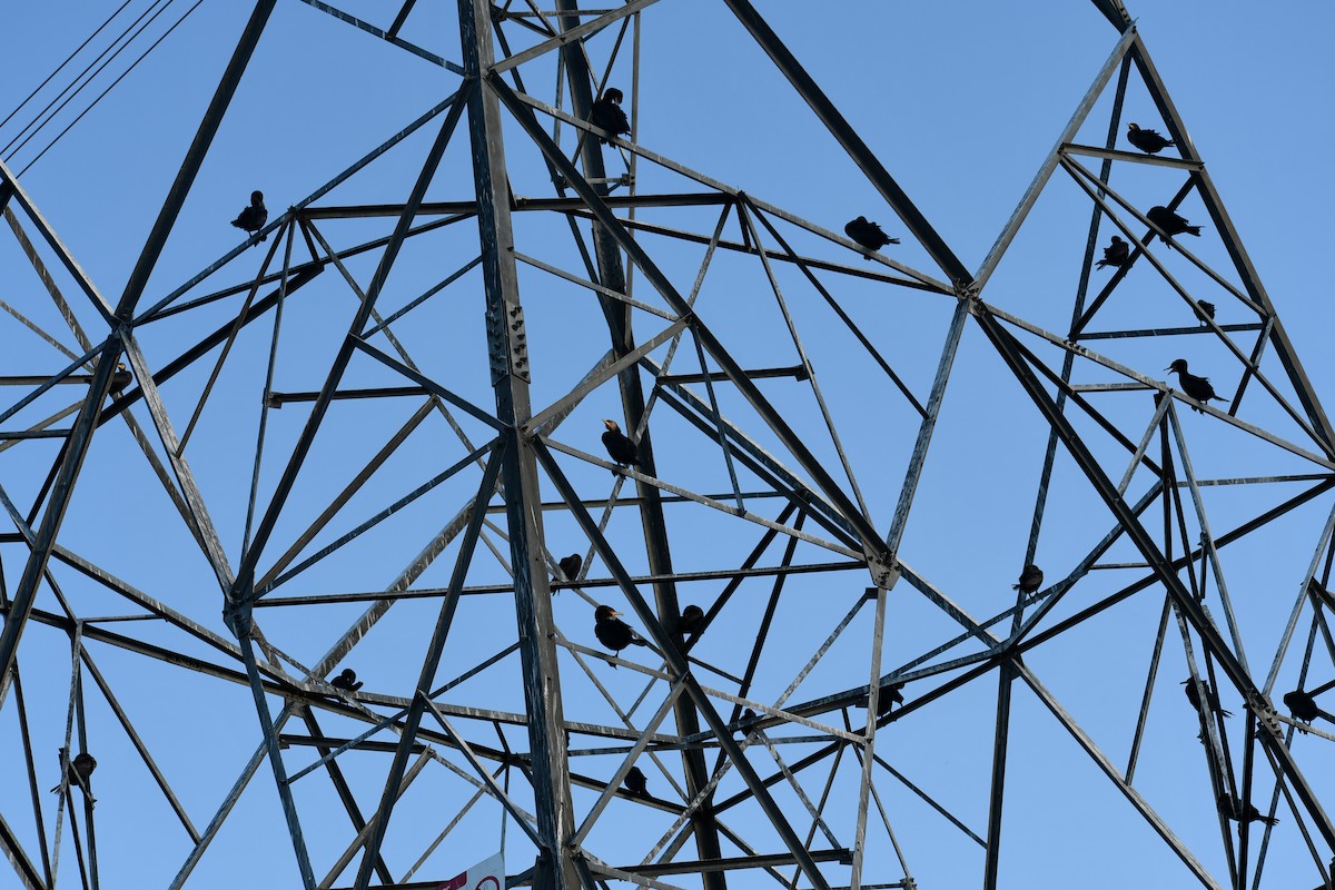 Neotropic Cormorant - ML646057700