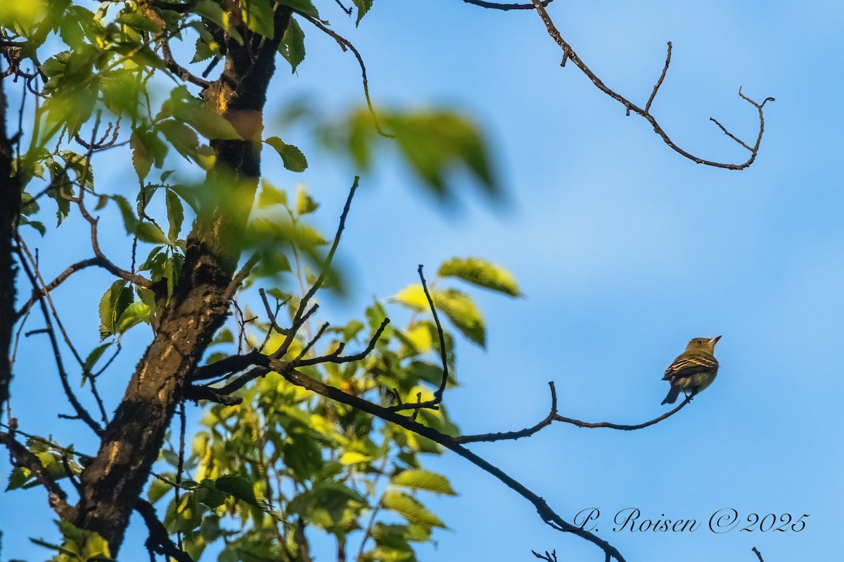 Blasskehl-Schnäppertyrann - ML646057704