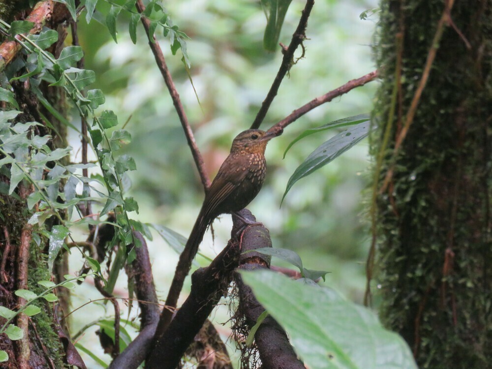 Spotted Barbtail - ML646057705