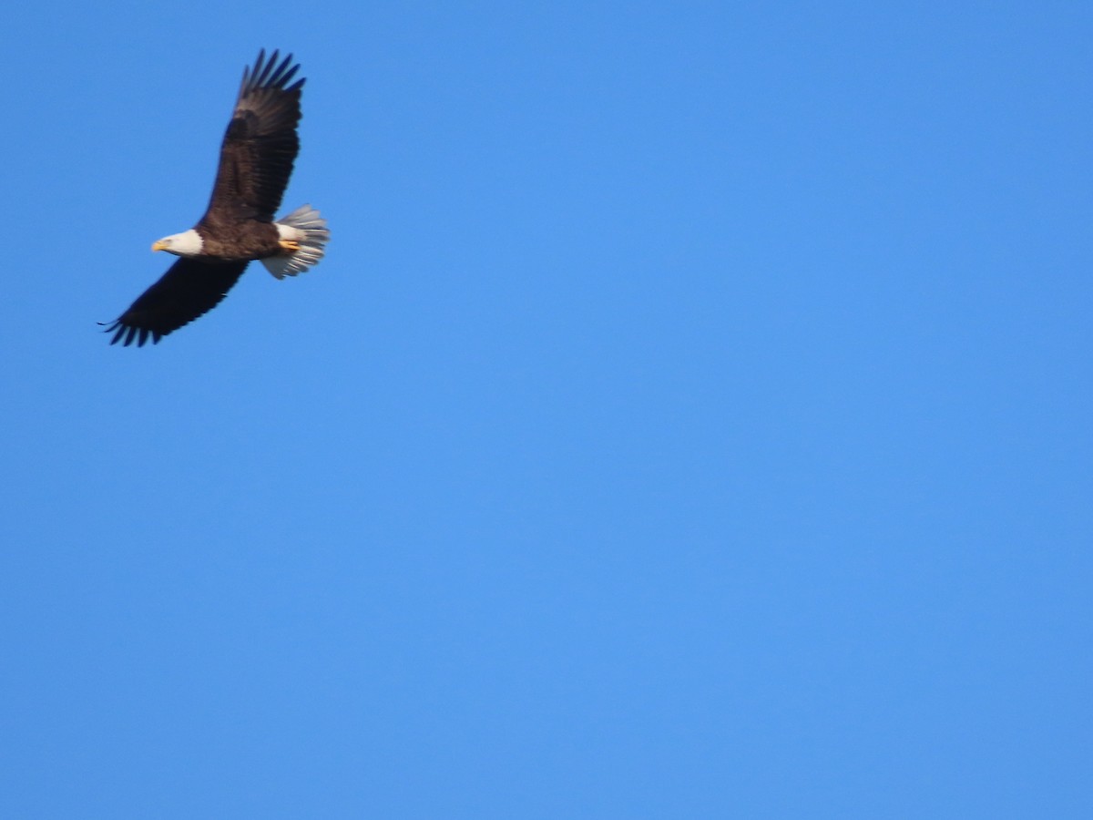 Орлан білоголовий - ML646057707