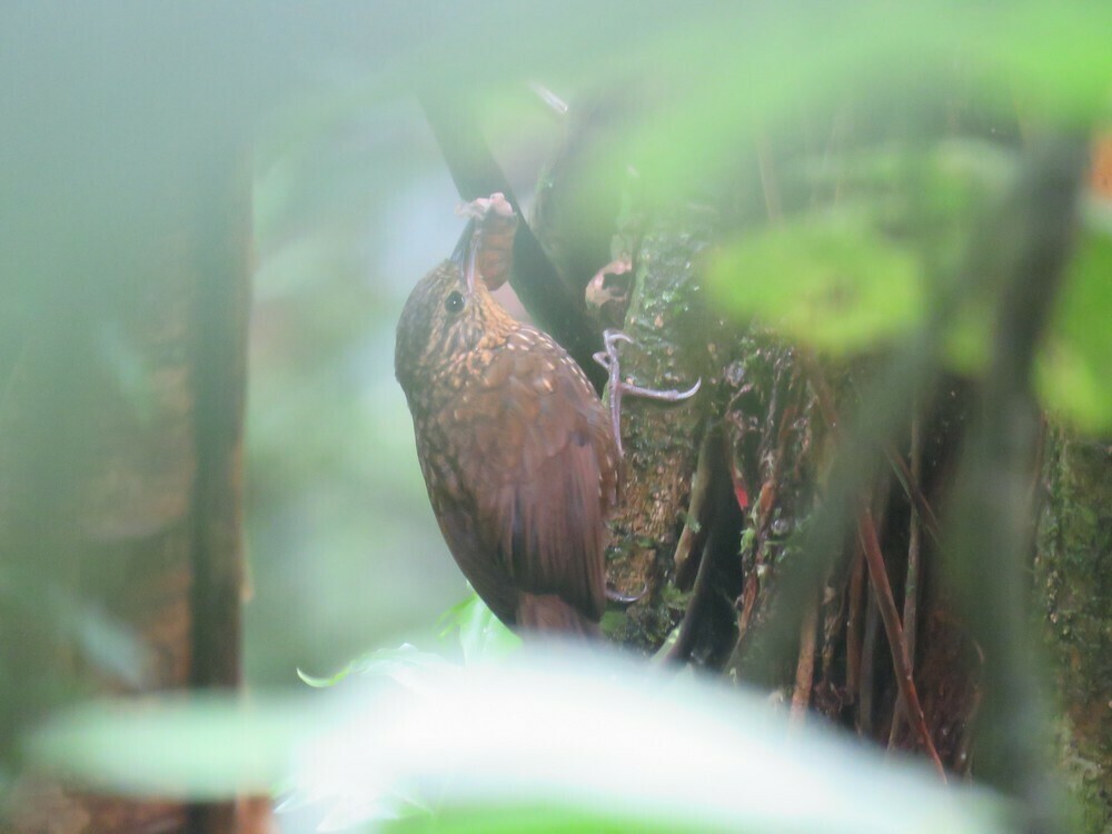 Spotted Barbtail - ML646057708