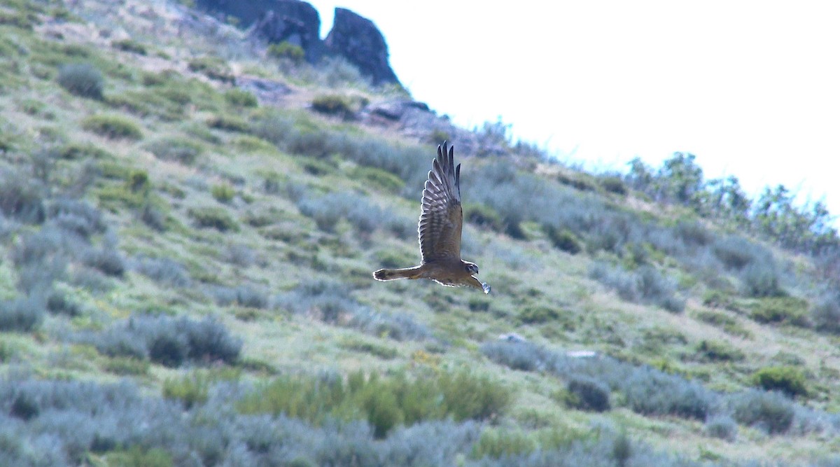 Montagu's Harrier - ML64605771