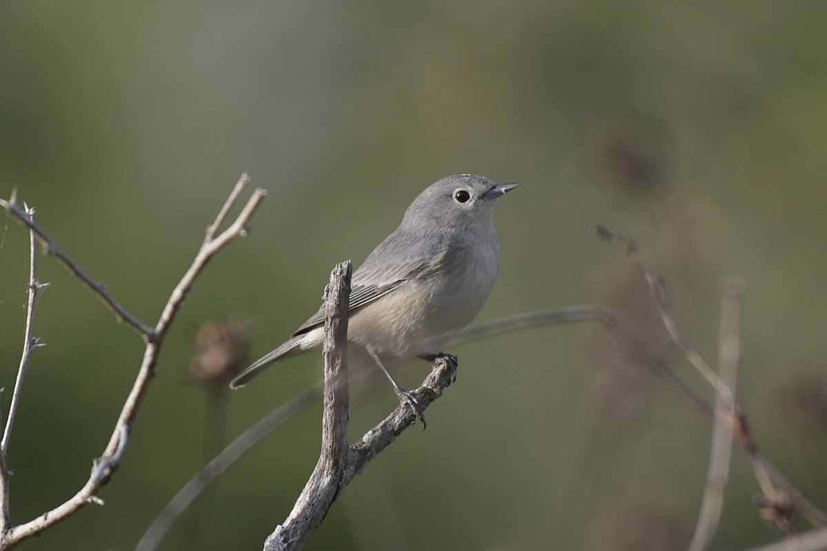 Paruline de Lucy - ML646057719