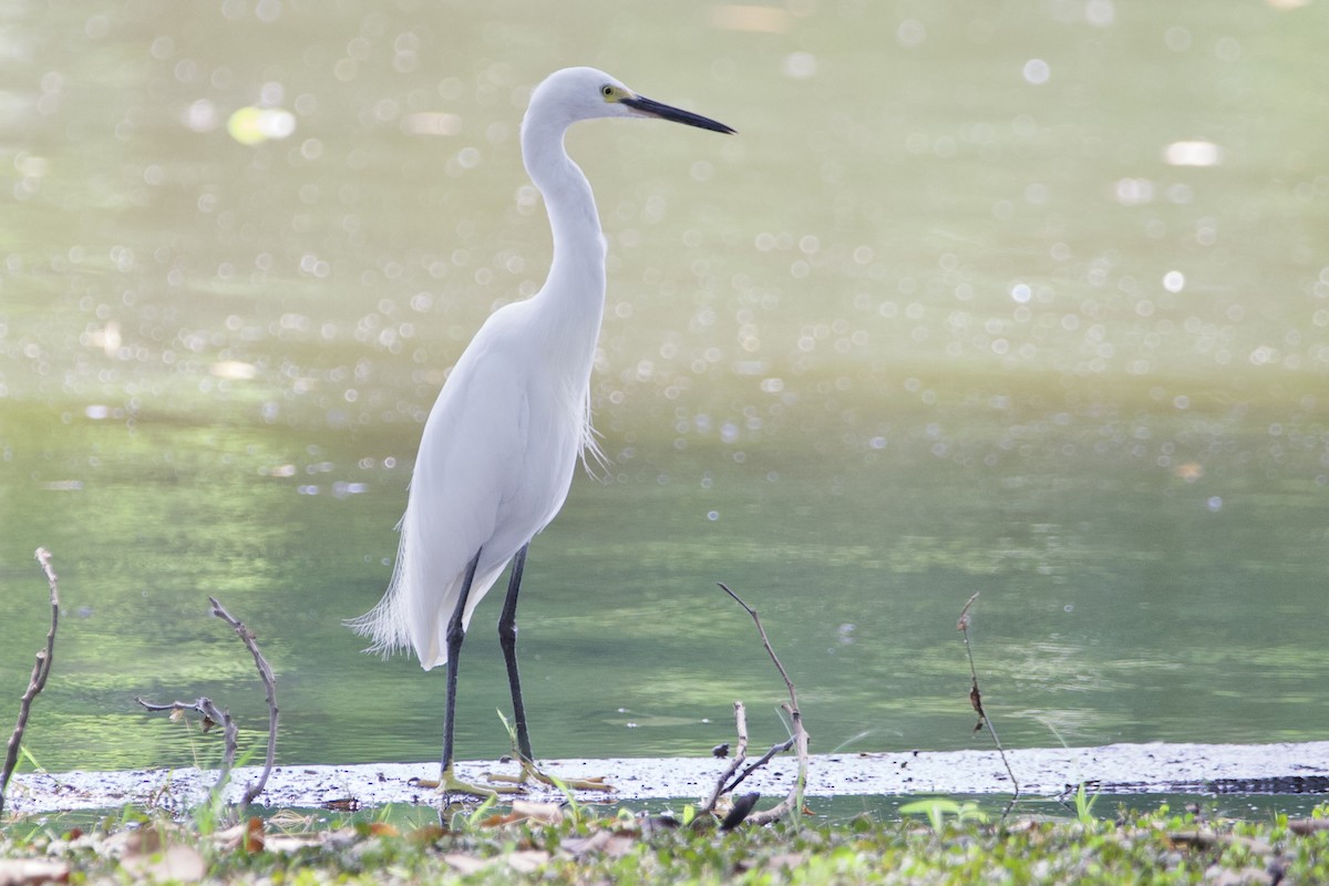 Little Egret - ML646057720