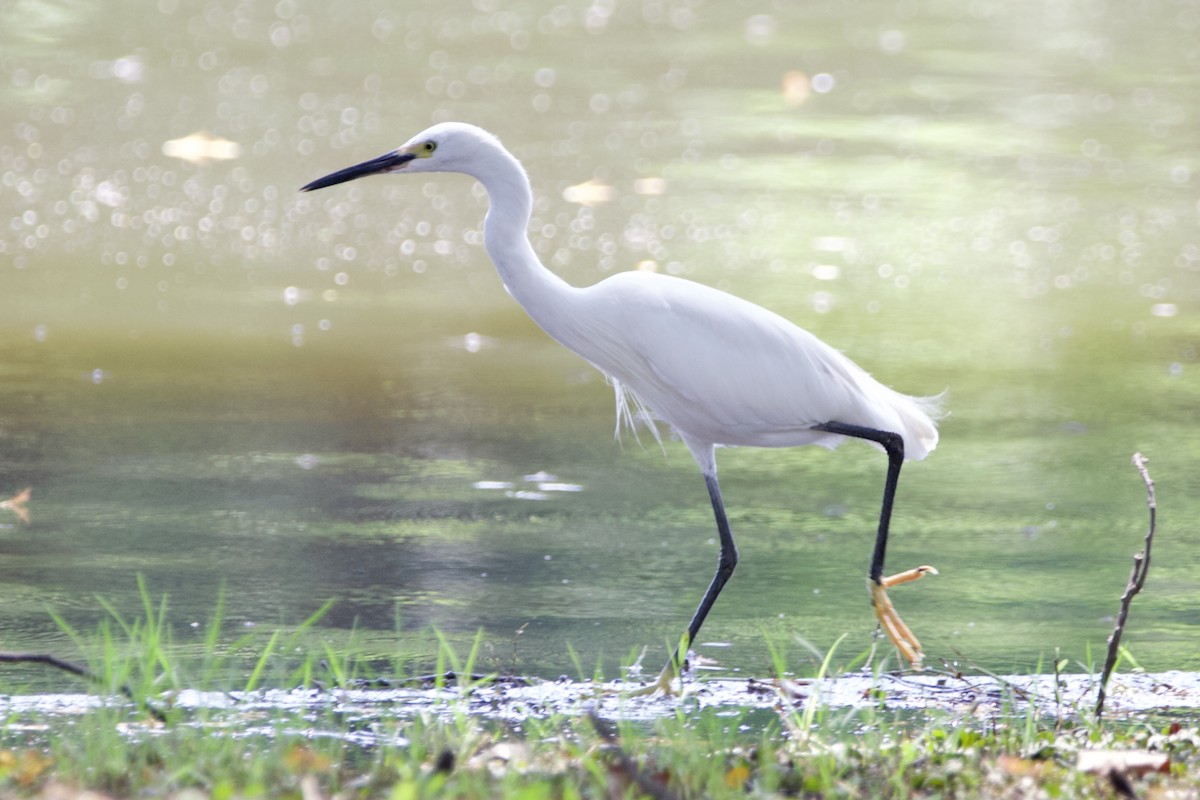 Little Egret - ML646057721