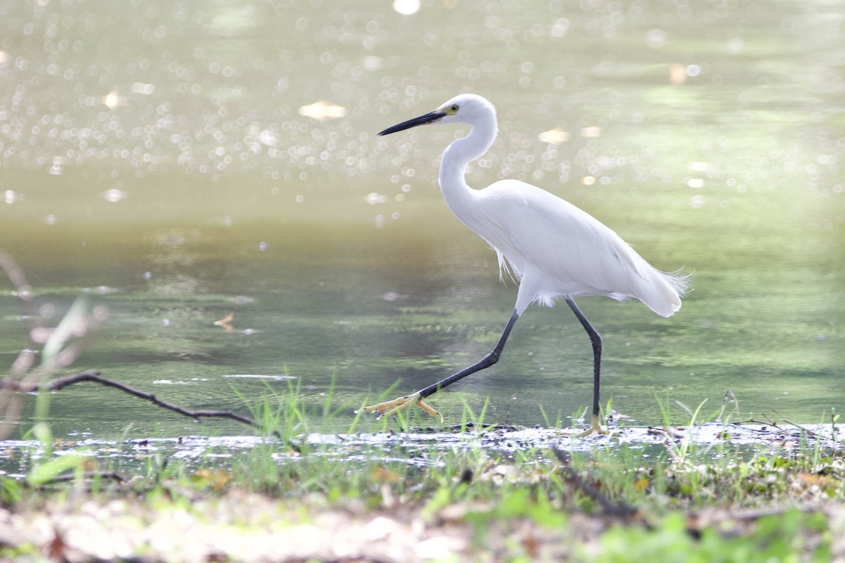 Little Egret - ML646057722