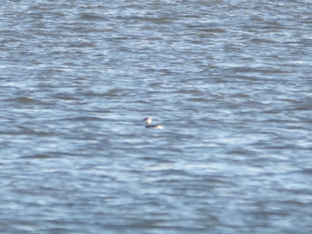 Красношейная поганка - ML646057724