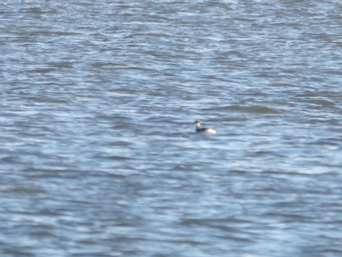 Красношейная поганка - ML646057725