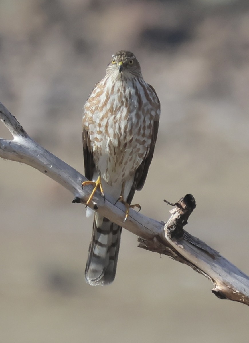 Cooper's Hawk - ML646057730