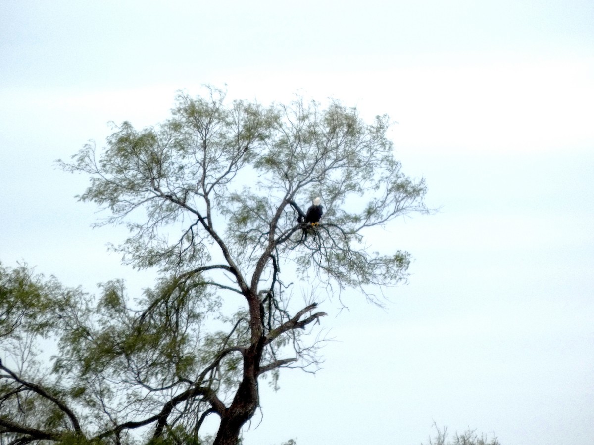 Орлан білоголовий - ML646057735