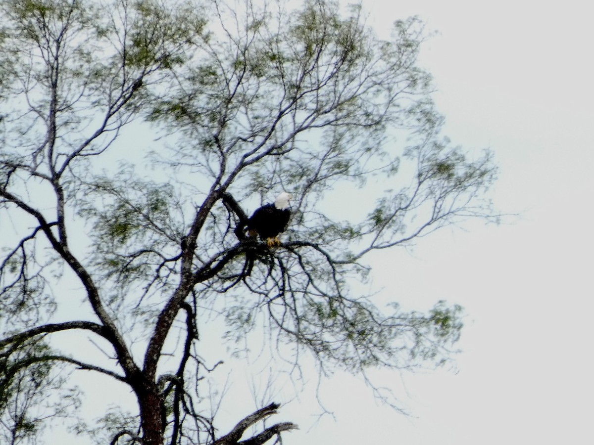 Орлан білоголовий - ML646057737