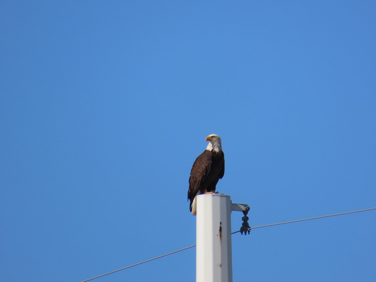 Орлан білоголовий - ML646057739