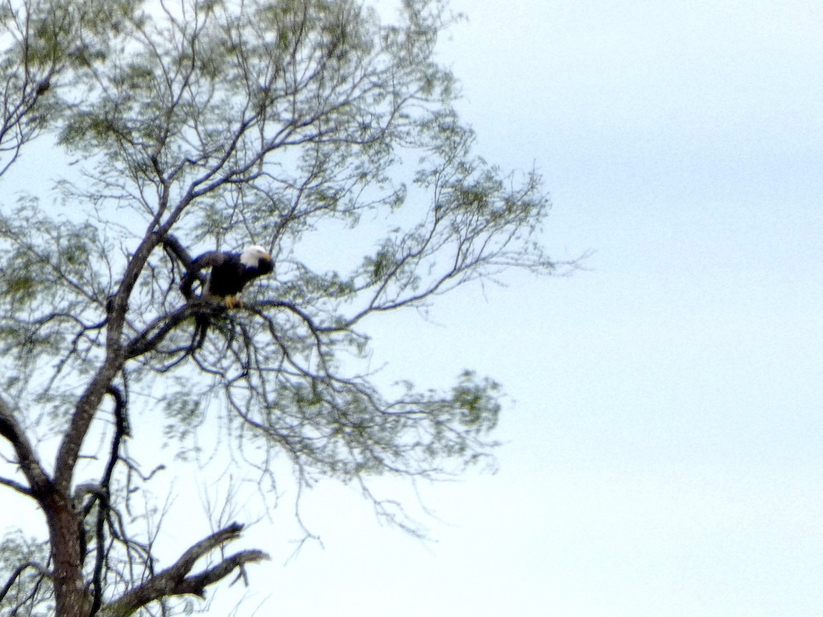 Орлан білоголовий - ML646057741