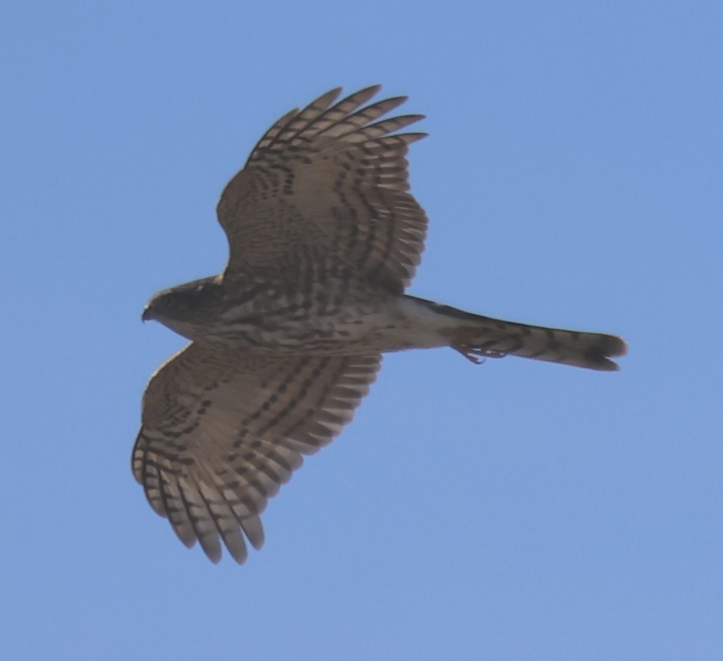 Cooper's Hawk - ML646057742