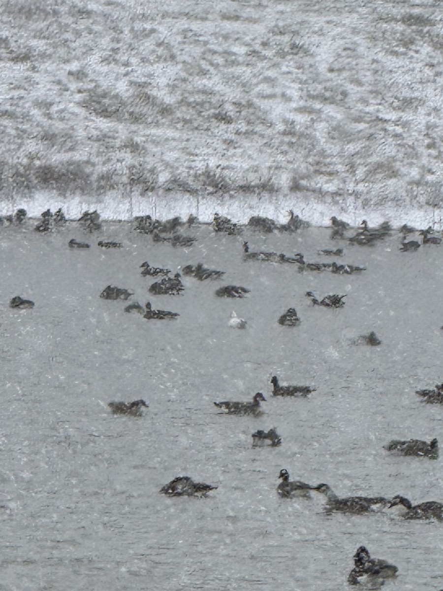 Snow Goose - ML646057743