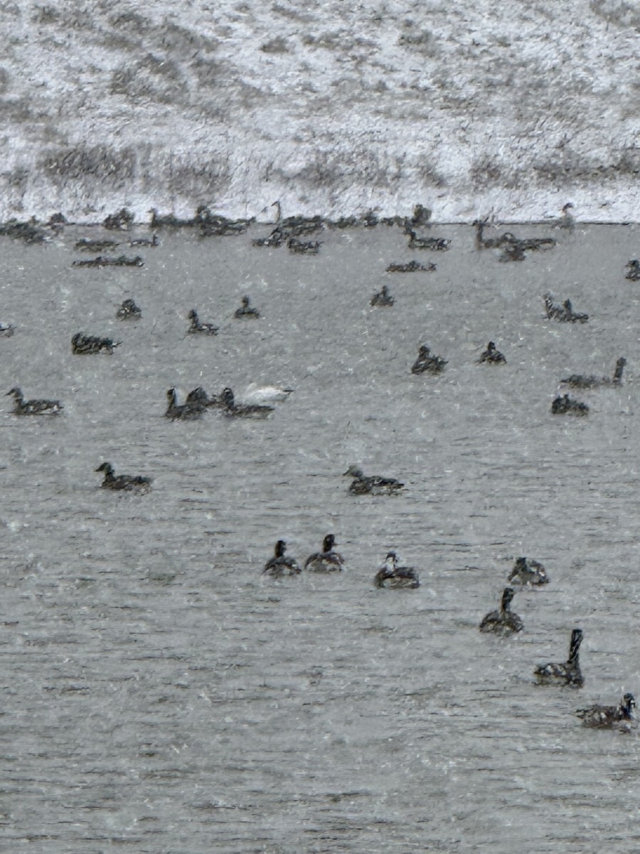 Snow Goose - ML646057744