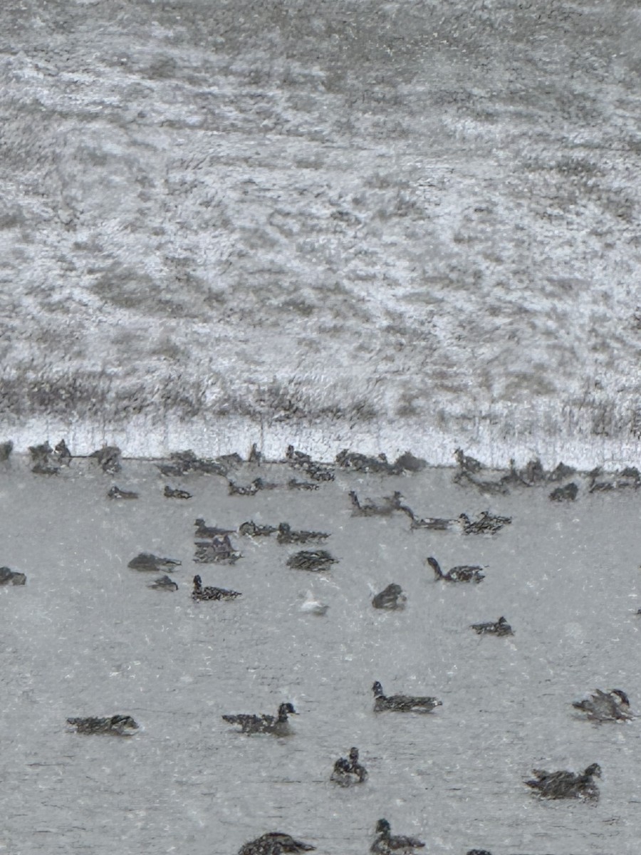 Snow Goose - ML646057745