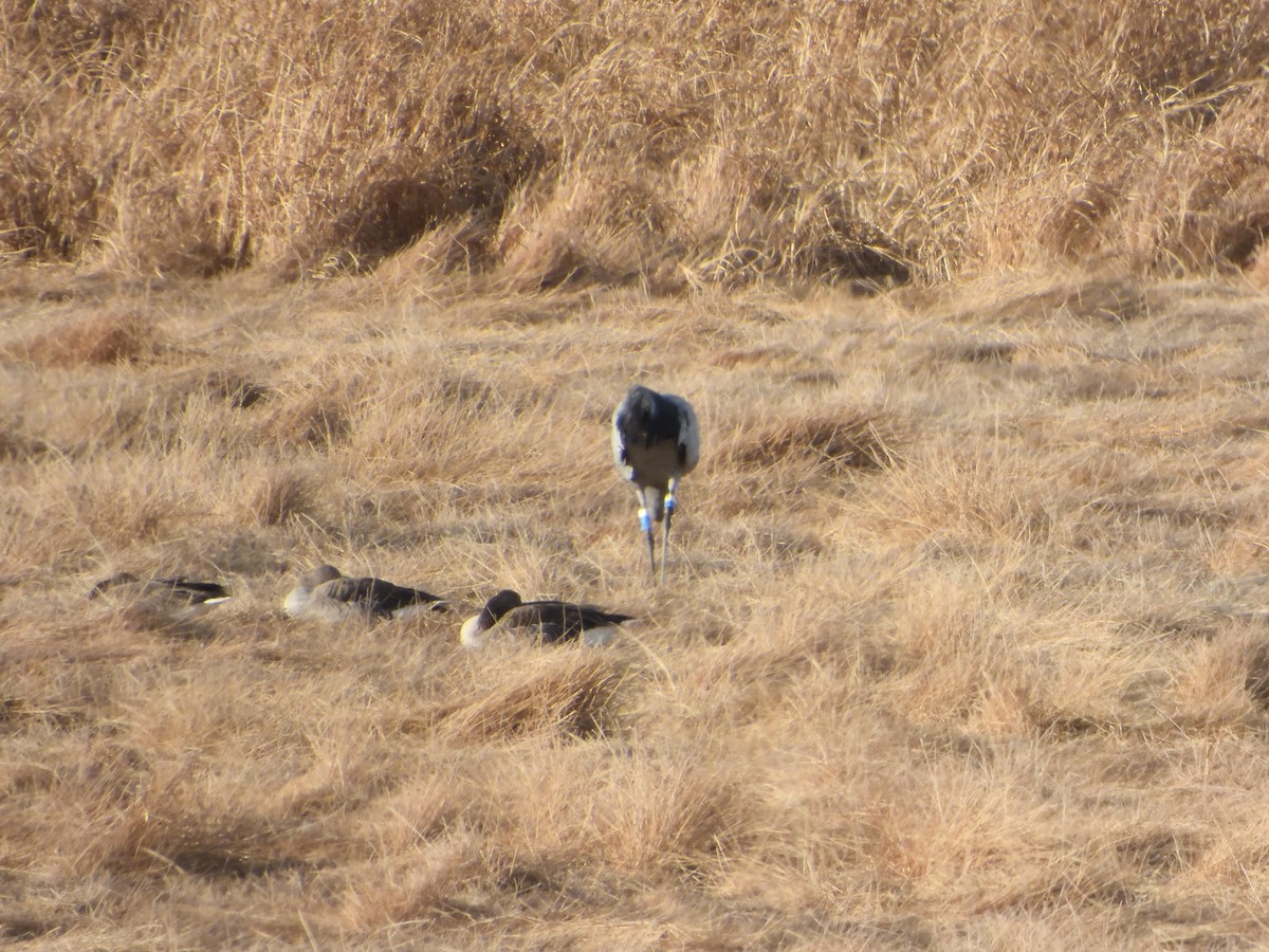 Common Crane - ML646057750