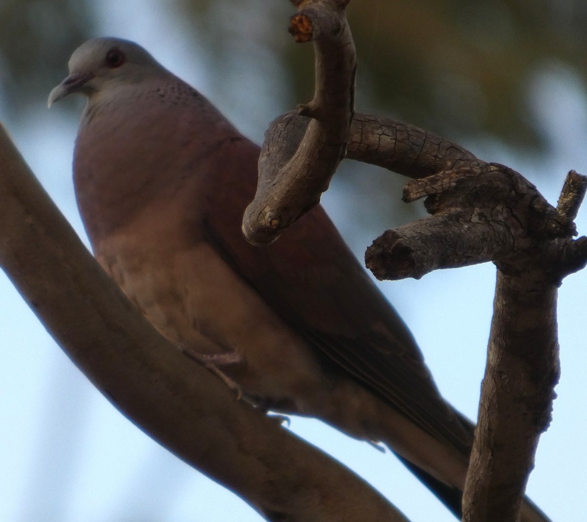Malagasy Turtle-Dove - ML646057754