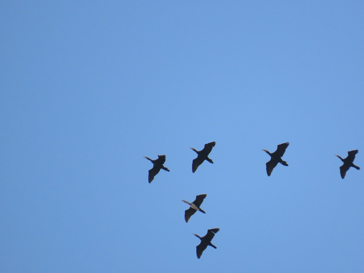 Great Cormorant - ML646057762