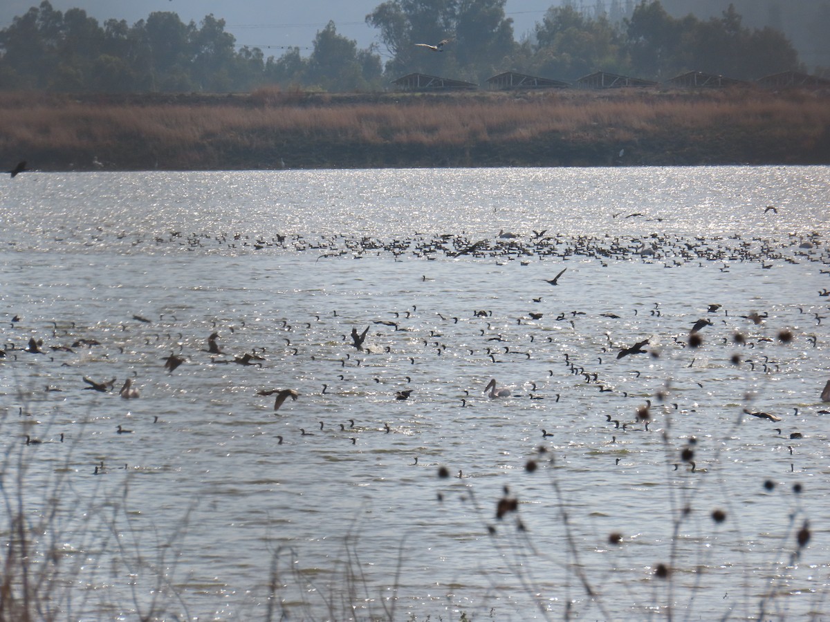 Great Cormorant - ML646057765