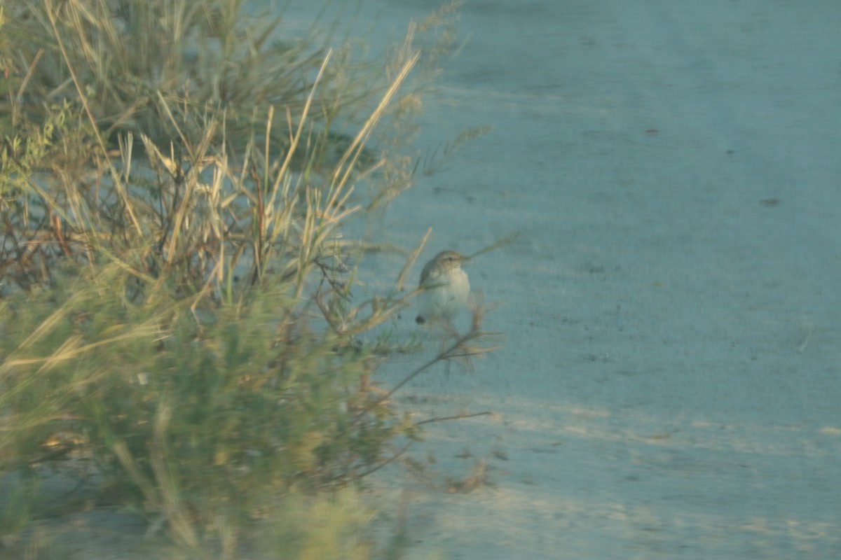 Жайворонок sp. - ML646057769