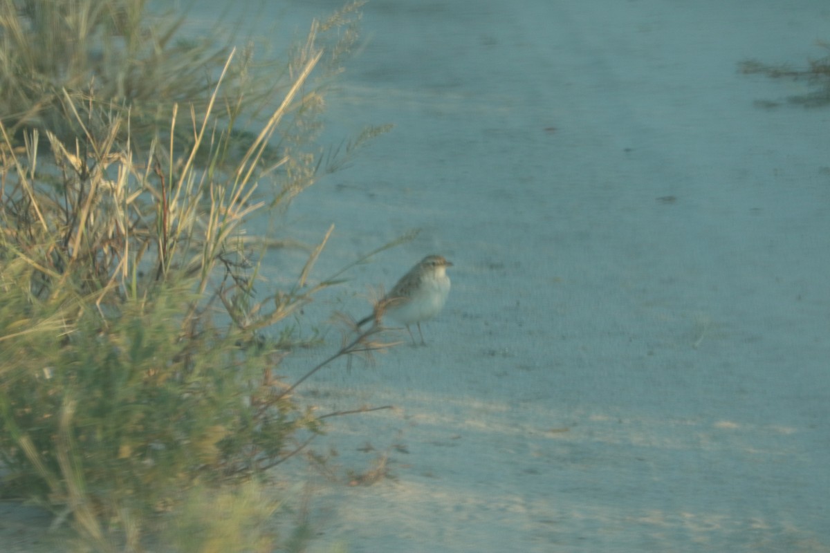 Жайворонок sp. - ML646057770