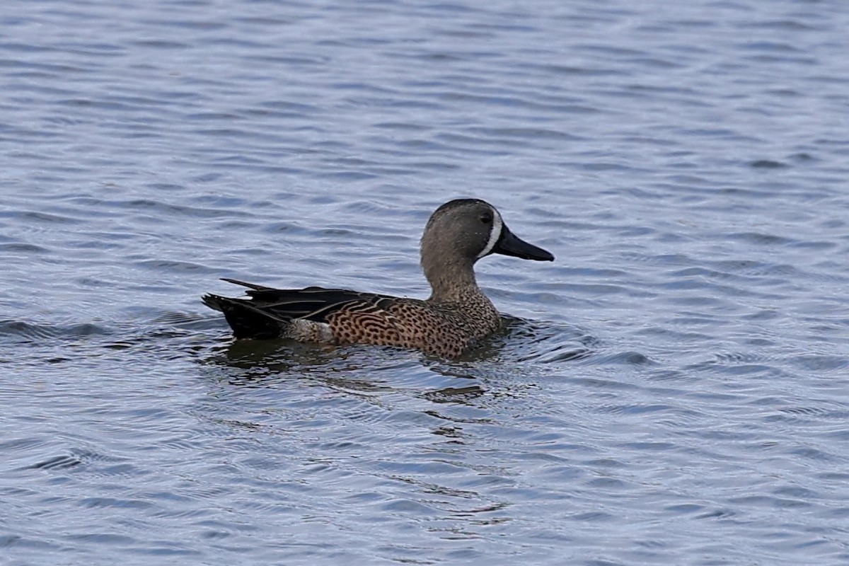 Zertzeta hegalurdina - ML646057775