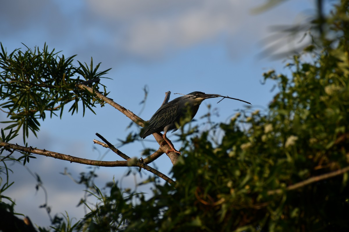 Black-crowned Night Heron - ML646057781